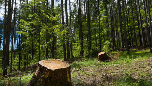 Kosovo lost almost 16 thousand hectares of forests in 22 years