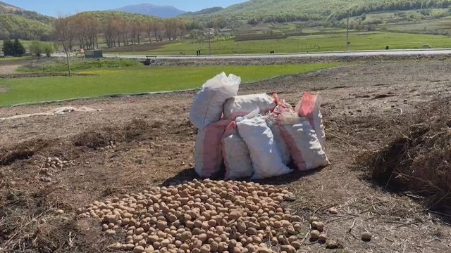 Fermerët në vështirësi, patatja e Egjiptit lë stok