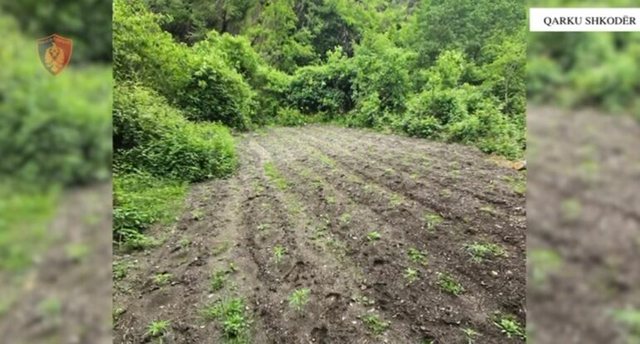 Shkodra Police Destroy Over 1,500 Narcotic Plants