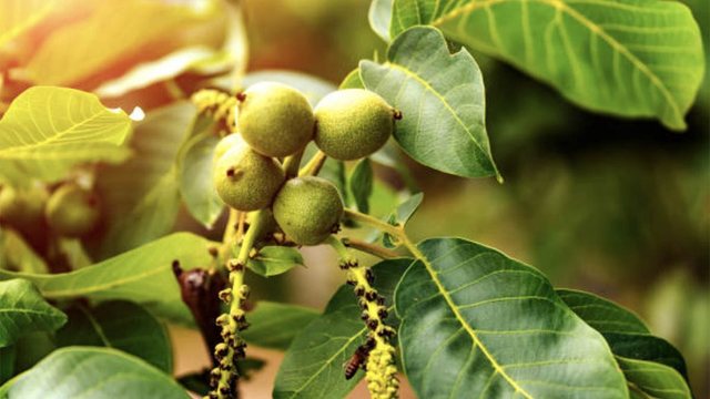Walnut leaves, learn how to use them for health