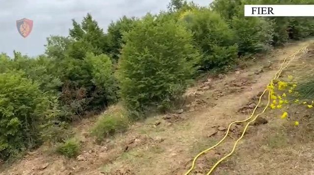 1000 fidanë kan*bisi në Libofshë të Fierit, arrestohet