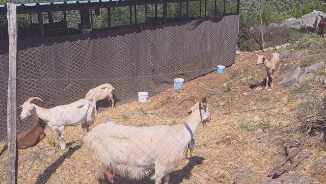 A farm in Postribë, Shkodra, is quarantined, small livestock infected,