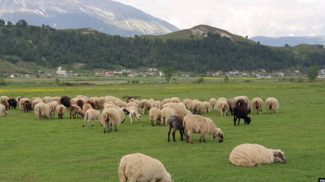 Konfirmohet rasti i parë i murtajës së bagëtive të