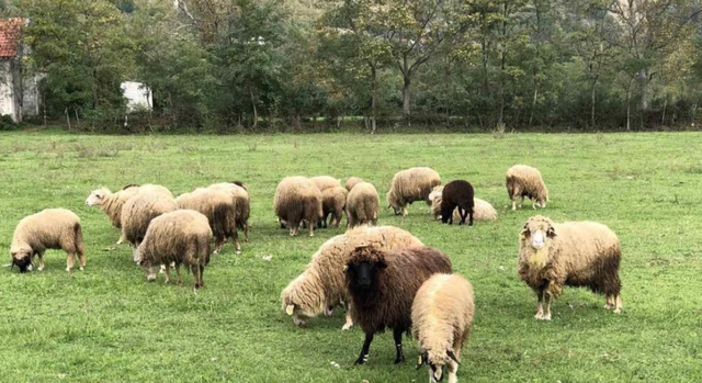 Shpërthen murtaja, Kosova ndalon importin e deleve dhe dhive nga Shkodra e
