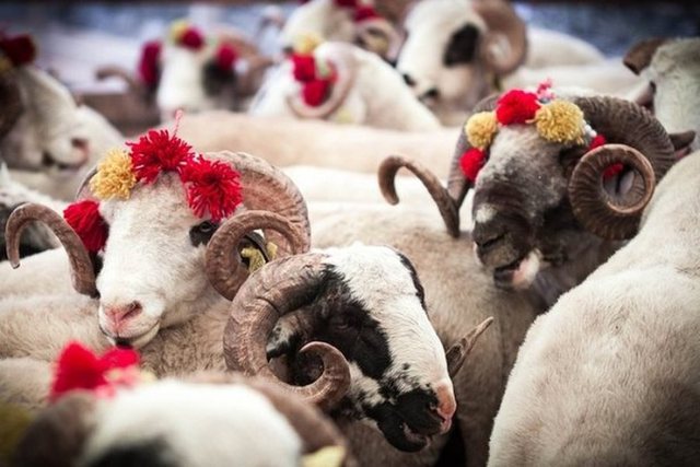 Foods that should not be missing from the Eid al-Adha table