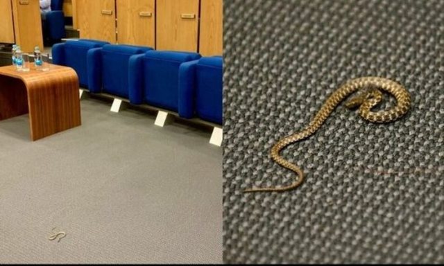 Snake enters Parliament, MPs flee from the hall