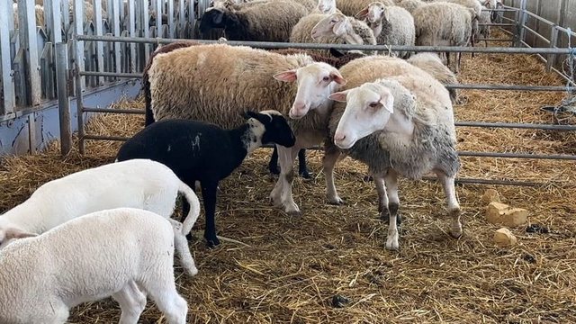 Kosovo bans import of sheep and goats from Albania