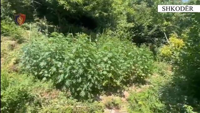 Operacion antidrogë në Shkodër, asgjësohen mijëra