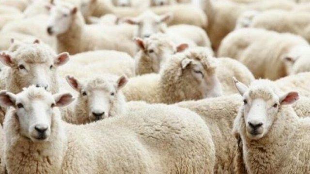 Murtaja te dhentë, Ministria e Bujqësisë: Nuk cenon