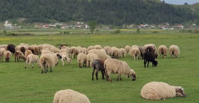 First outbreak of small cattle plague confirmed in Korça