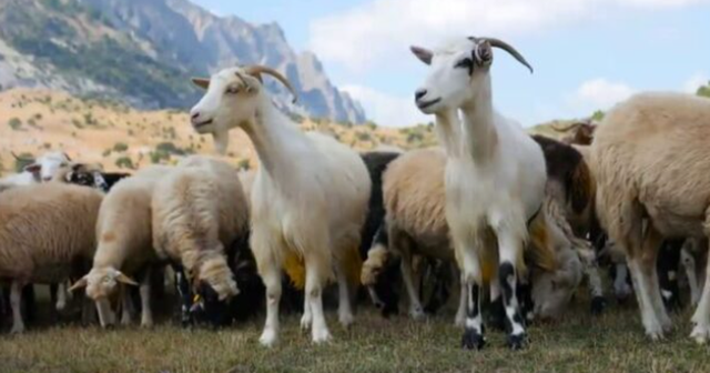 Skrapar/ Plague of small ruminants spreads, 263 cattle affected in the village