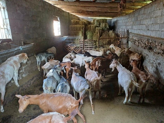 Vatër e re e murtajës së bagëtive në Zallbastar,