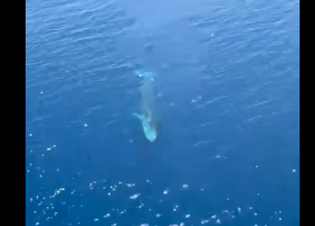 E rrallë! Balena shfaqet pranë gadishullit të Karaburunit