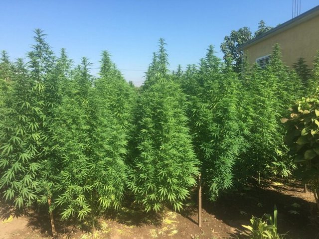 Legalizimi i kanabisit në Shqipëri, ligj i ri, rreziqe të vjetra