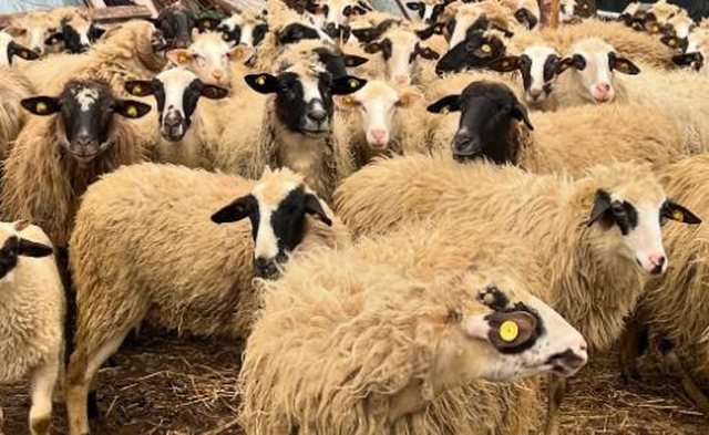 Murtaja e bagëtive/ Shkon në 10 numri i vatrave, ja qarqet e prekura
