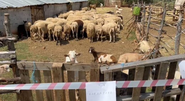 Vatra e dytë e murtajës në Korçë, asgjësohen mbi