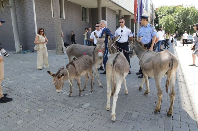 "I apologize to the donkeys who came from Istog", Arianit Koci
