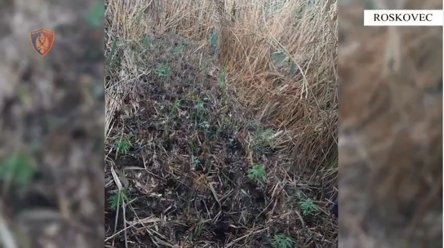 2 brothers arrested in Roskovec, cultivating narcotic plants