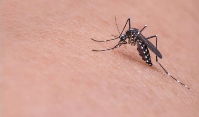 Sëmundjet që përhapen nga mushkonjat janë një problem
