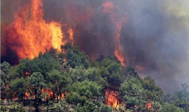 Situata e zjarreve në vend, në 24 orë u raportuan 16 vatra, 4