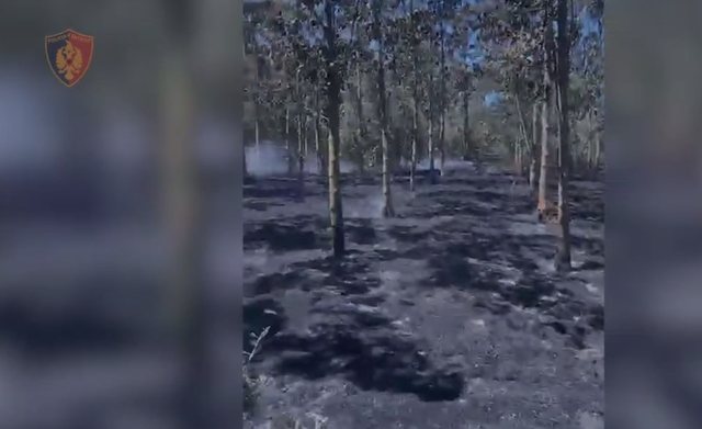 He set fire to a plot of olive trees, 50-year-old man arrested in Shijak