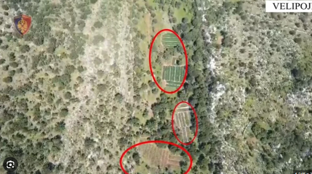 Zbulohen mbi 7 mijë bimë kanabisi në Velipojë, pezullohen
