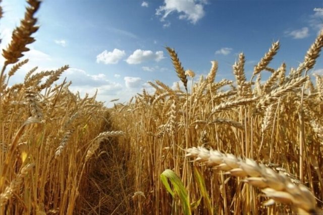 Kostot e larta ‘zhdukin’ prodhimet vendase, bie ndjeshëm