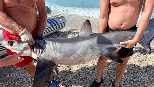 "Fox" shark surprises vacationers in Borsh, gets caught in