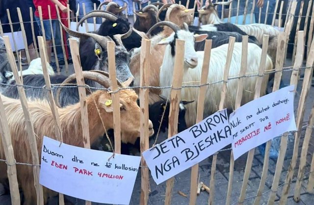 "Ne do na vije kapistall", pankartat pikante nga protesta