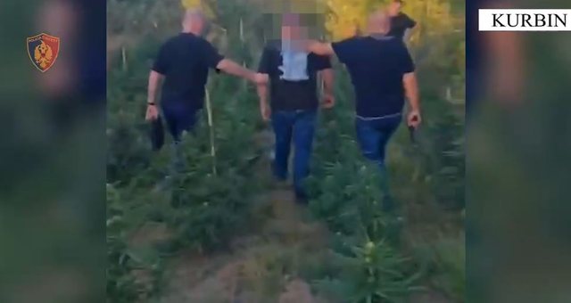 Operacion antikanabis n&euml; Kurbin, arrestohet nj&euml; person, n&euml;