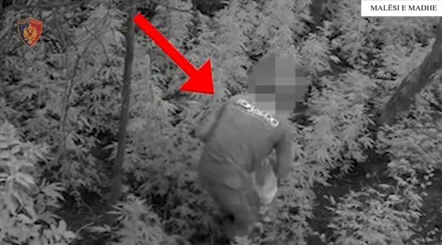 Mal&euml;si e Madhe/ 306 narcotic plants destroyed, two people arrested
