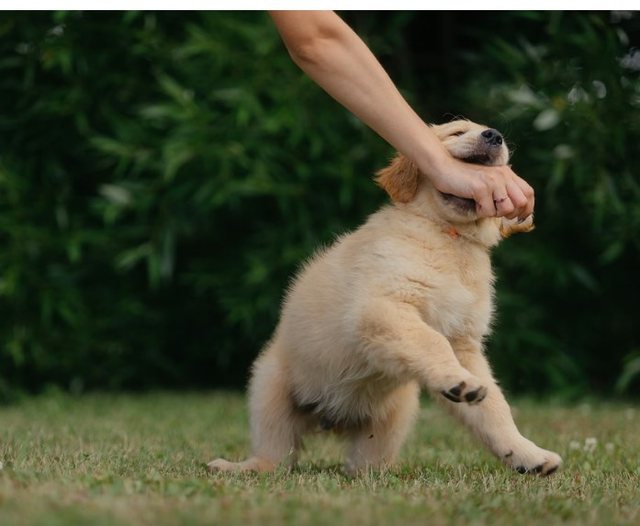 'Human bites are more dangerous than dog bites,' epidemiologists talk