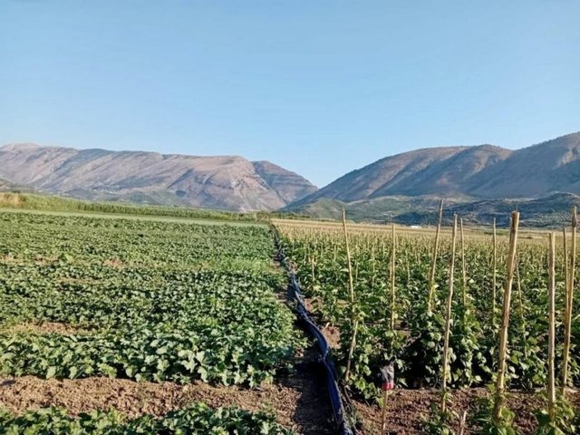 Goditet prodhimi vendas, bie prodhimi i grurit, ullinjve dhe prodhimit në