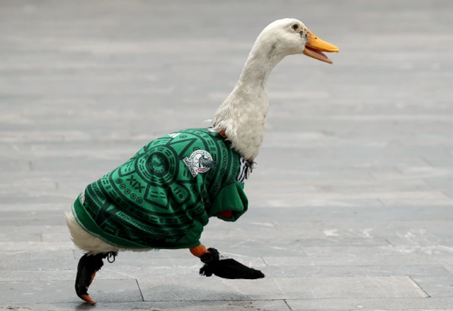 FIFA bans Merlin, the duck that became the symbol of the 2026 World Cup, from
