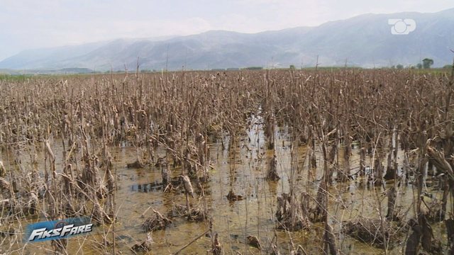 Po rikthehet Këneta e Maliqit? Mbi 300 hektarë tokë