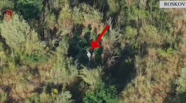 Planted cannabis on the edge of a stream, 59-year-old arrested in Roskovec