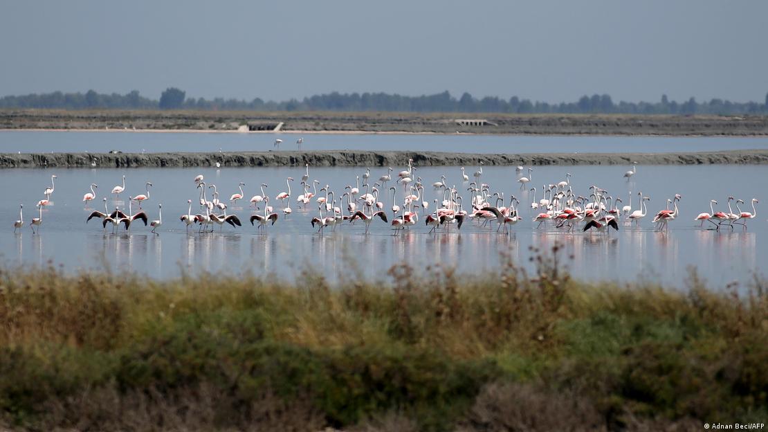 Flamingo në lagunën e Nartës Flamingo në lagunën e Nartës