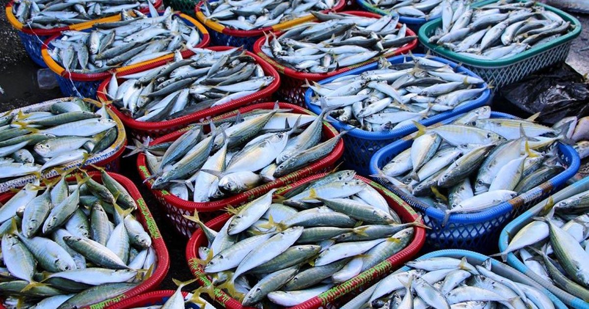 Rregulla të reja për tregjet e peshkut  Pr ligji  Produktet do të shoqërohen me origjinën dhe kategoritë