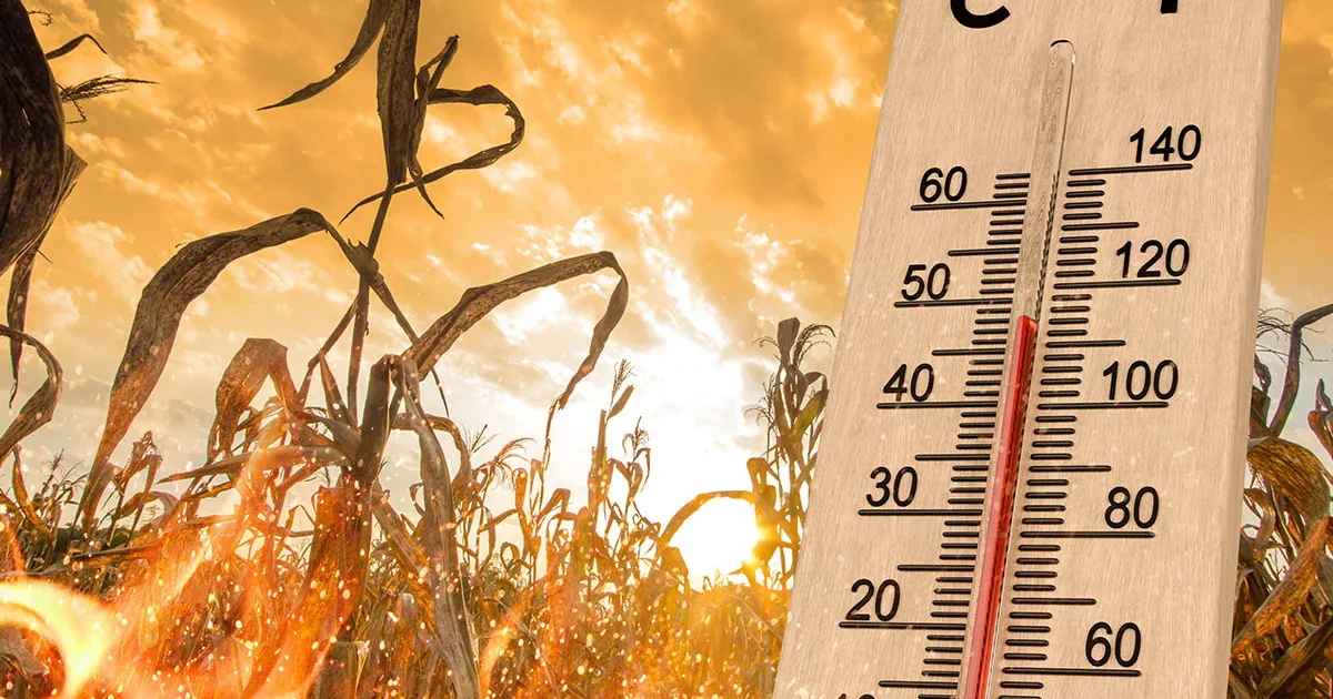 Bujqësia po goditet nga moti ekstrem    Super El Niño  dhe i nxehti ekstrem në Europë mund të rrisin çmimet