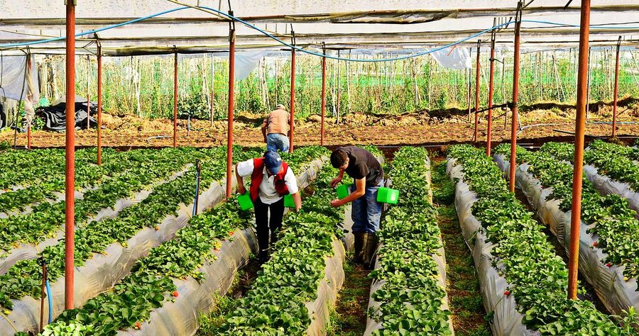 Si do të kreditohen agrobizneset?- Skema e re garancisë. Mbulohet 70%