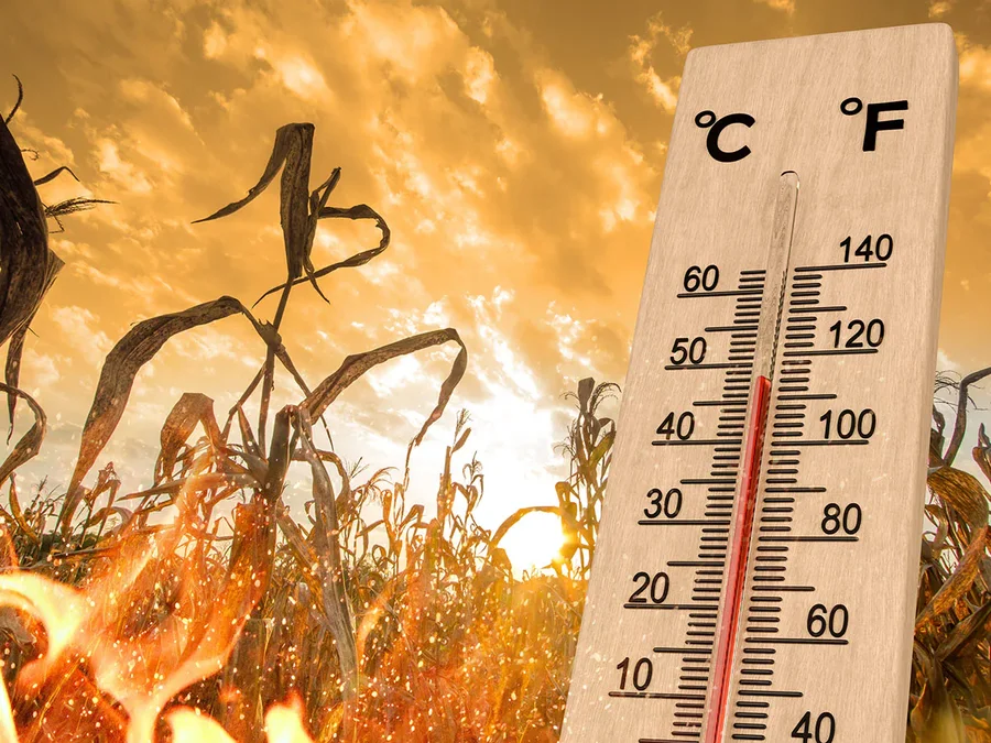Bujqësia po goditet nga moti ekstrem - “Super El Niño”