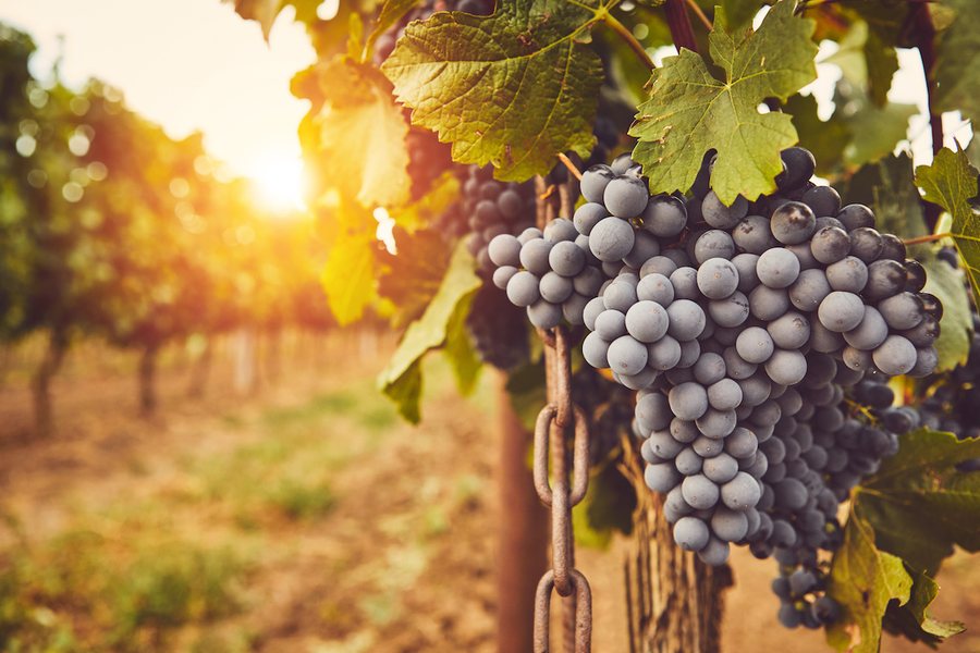 Fewer vineyards, but grapes "resist"/ Higher yield keeps production