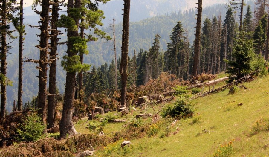 Zhvillim dhe ruajtje e biodiversitetit - Plani i ri menaxhimi për