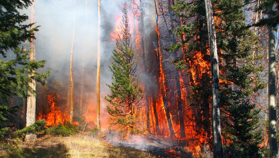 Fire damage, assessment and compensation procedures approved - Assessment groups