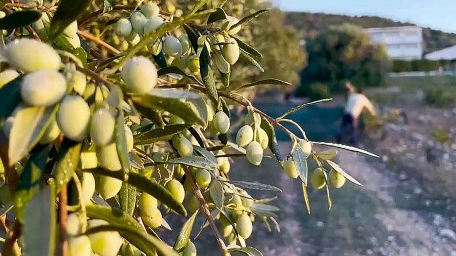 Government plan for olive trees - Draft/ No felling allowed in developing areas,