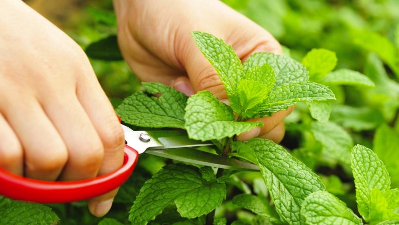P&euml;rdorni mente, ja cilat jan&euml; 7 p&euml;rfitime sh&euml;ndet&euml;sore