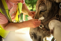 In France, donkeys are helping patients with mental health problems