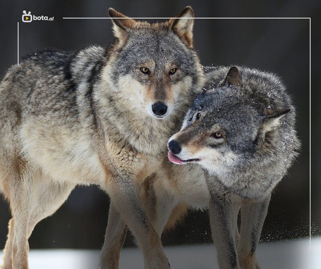 We learned a lot about politics by talking about…wolves