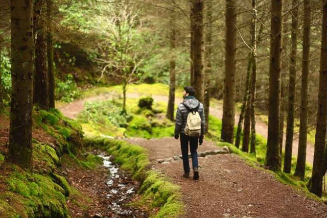 Forest walks kill cancer cells