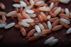 Orizi mund t&euml; sillet si sheqer ose si fib&euml;r, varet nga si e konsumon